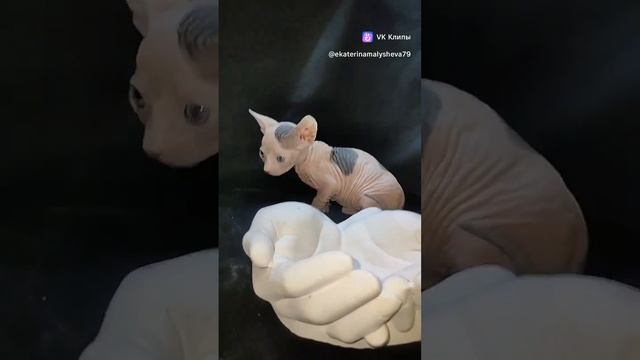 сфинкс котик чёрный Арлекин алтаец