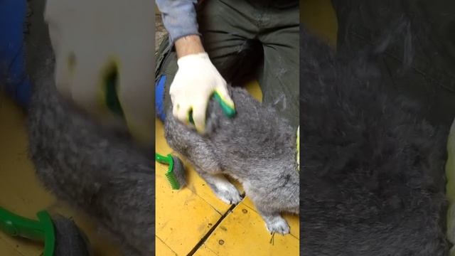 Сроки годности домашнего и сельхоз кролика #кролики #rabbit #bunny #animals #животные