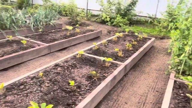 Новые грядки ,с клубникой, везу,урожай 🥒🫐🥦🧄🧅,устала от дачи