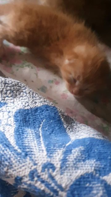 КОТЯТАМ 10 ДНЕЙ