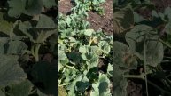 Сбор урожая дыня Золотистая июль 2924г, ст.Тацинская, Ростовская область