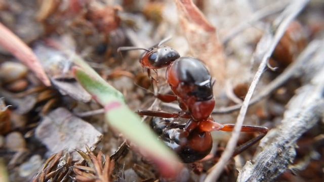 Formica rufa/polyctena queen
