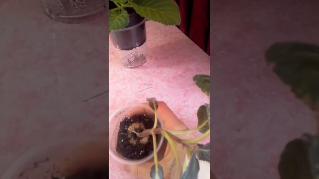 Глоксиния.Правильное развитие розетки