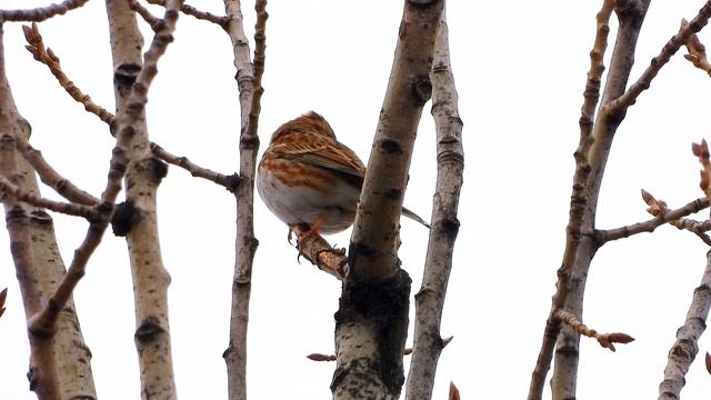 Strnad rolní (Emberiza rustica), Waldammer