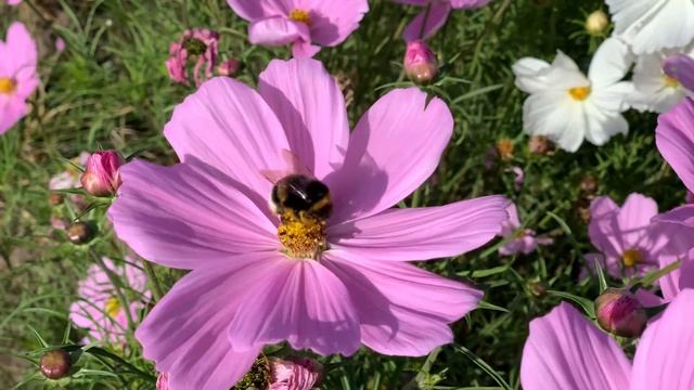 WONDERFUL MOMENT ENJOY GREAT CLASSICAL MUSIC AND VIEW OF FLOWERS AND BUMBLEBEE