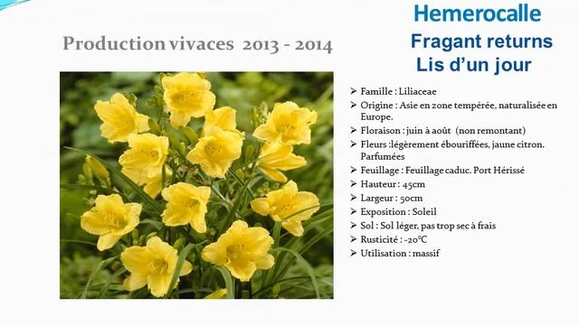 Hemerocalle Fragant returns lis d'un jour: plante vivace
