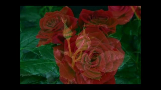 Рождение красоты