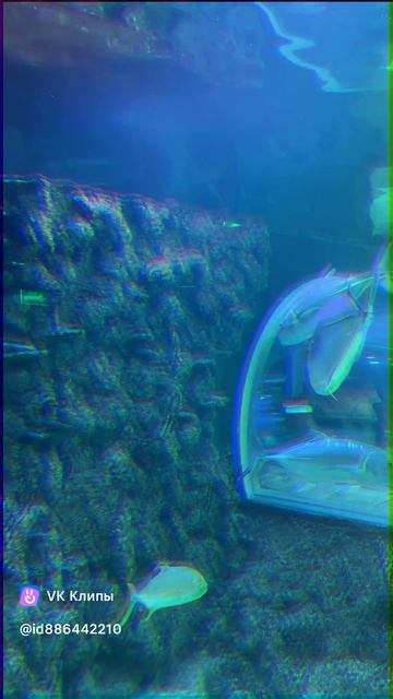 Oceanarium