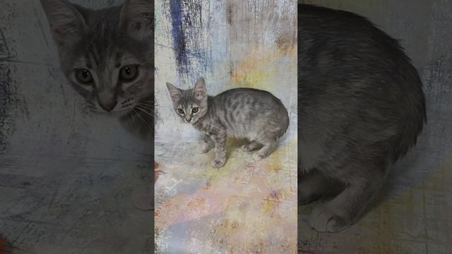 У котенка был дефицит кальция. Какой стала сейчас.