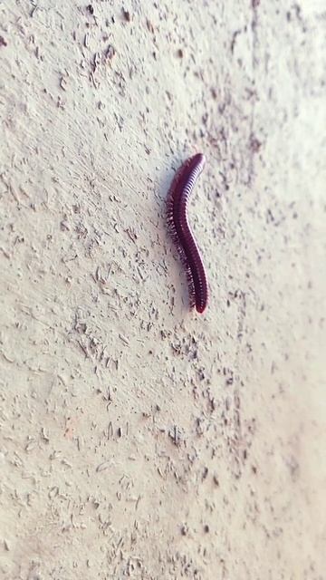 what a insects!  How many Foot