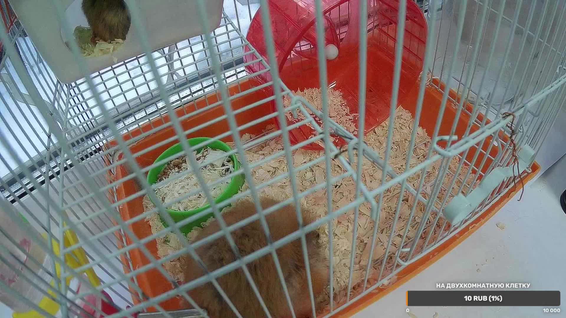 Хамстер Live