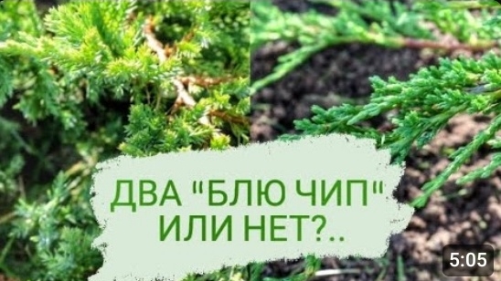 Я КУПИЛА В ПИТОМНИКАХ ДВА МОЖЖЕВЕЛЬНИКА "БЛЮ ЧИП". И ЭТО ДВА СОВЕРШЕННО РАЗНЫХ МОЖЖЕВЕЛЬНИКА...