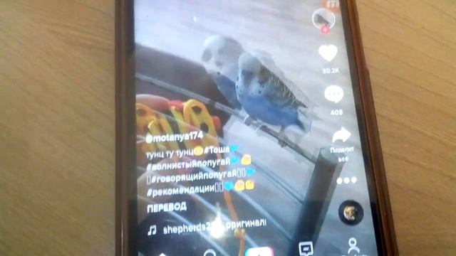 куку я немножко папугай поёт