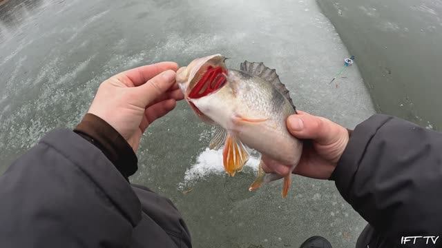 Зимняя рыбалка на затонах р.Оки на безмотылку и черта с подсадкой. Неопубликованные ранее фрагменты.