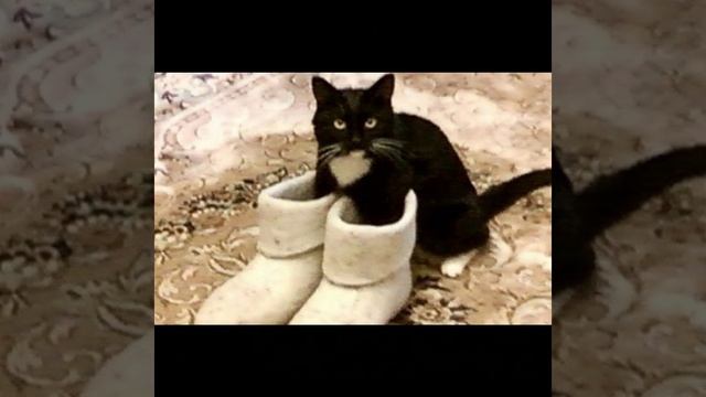 Каждый валенок считает себя правым...  111