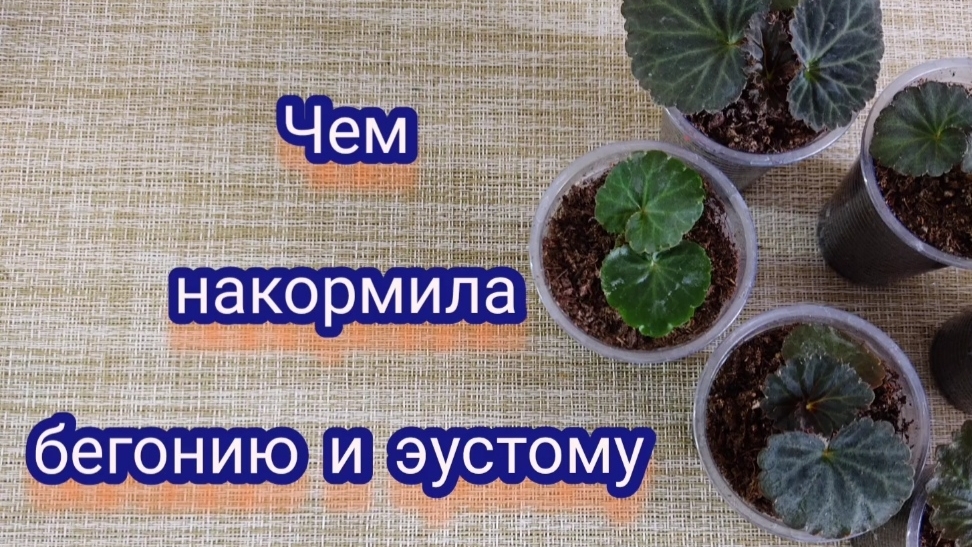 Эустоме и бегонии 2 месяца. Чем кормлю сеянцы.