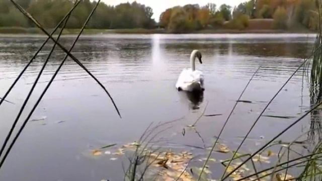 УЛЕТАЛИ ЛЕБЕДИ. Стихи, монтаж. М. Ласковая, муз, аранж. С. Лабутин, вокал. Л. Великанова