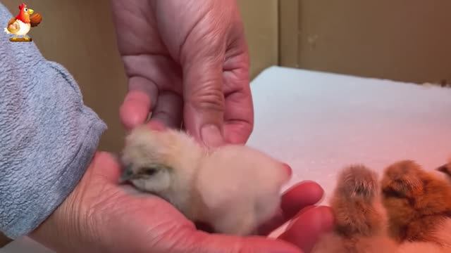 Идеальное птицеводство достойно восхищения 🐓🦆🦢🦚🦃🐔 эпизод (26)