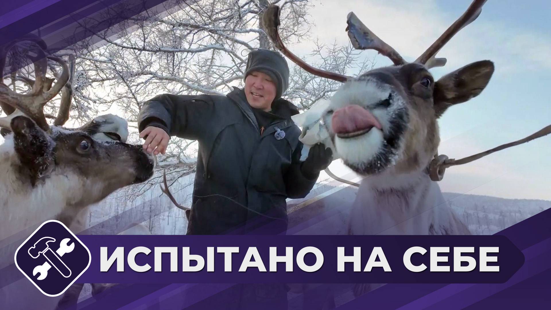 Испытано на себе: Оленеводы (часть 1)