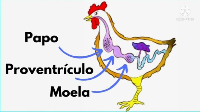 O jeito certo de dar milho para galinha