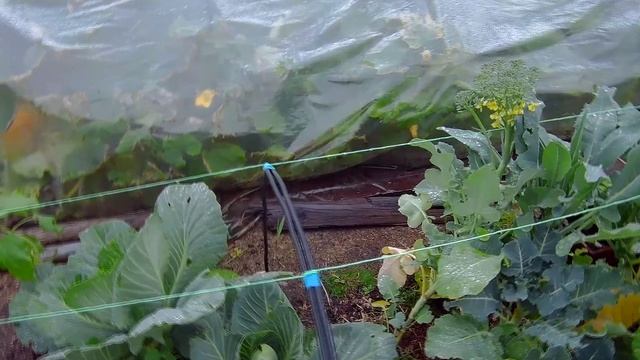14-20 09 2020г цветы огород сад