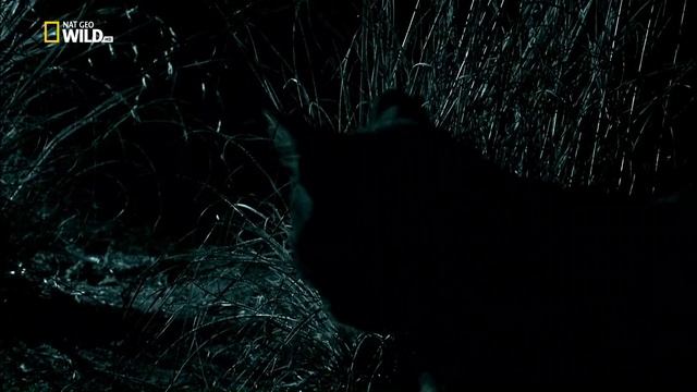 Хищники Африки 4 серия. (Грациозные охотники).