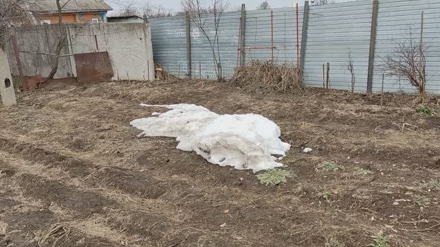 Архивное. Начало апреля на проекте Суворова. Снег сошёл. Норы грызунов. Тюльпаны и чеснок. 06042024.