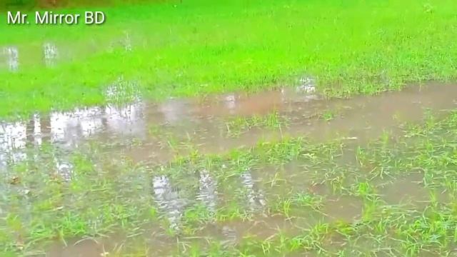 বৃষ্টির পানিতে ব্যাঙের মিলন মেলা | Frogs Joyful time. Part-2.