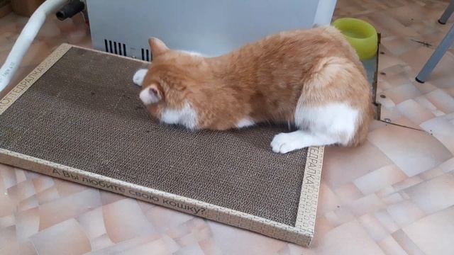 Сломали кота
