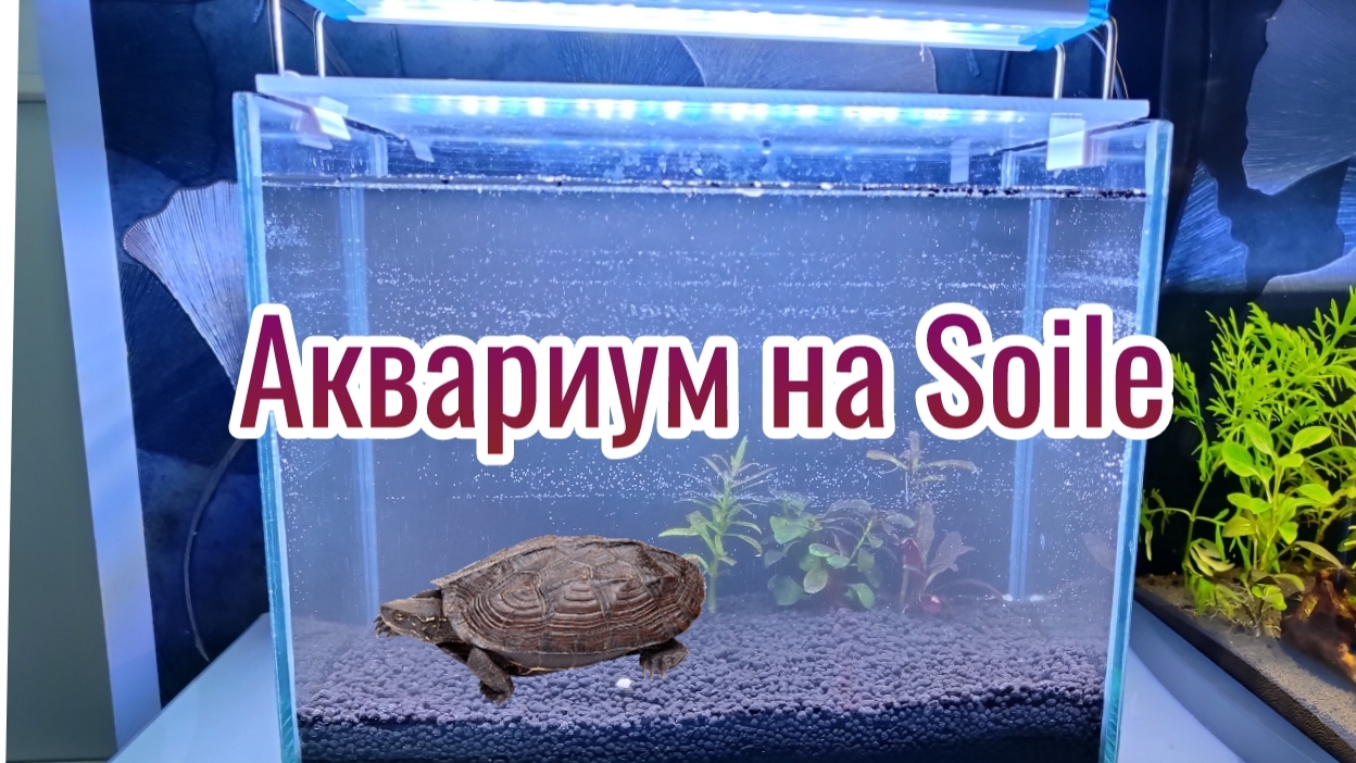Запустил десяти литровый аквариум на питательном грунте Soil