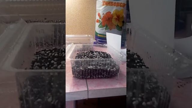 Глоксиния из семян,ничего сложного,очень увлекательно