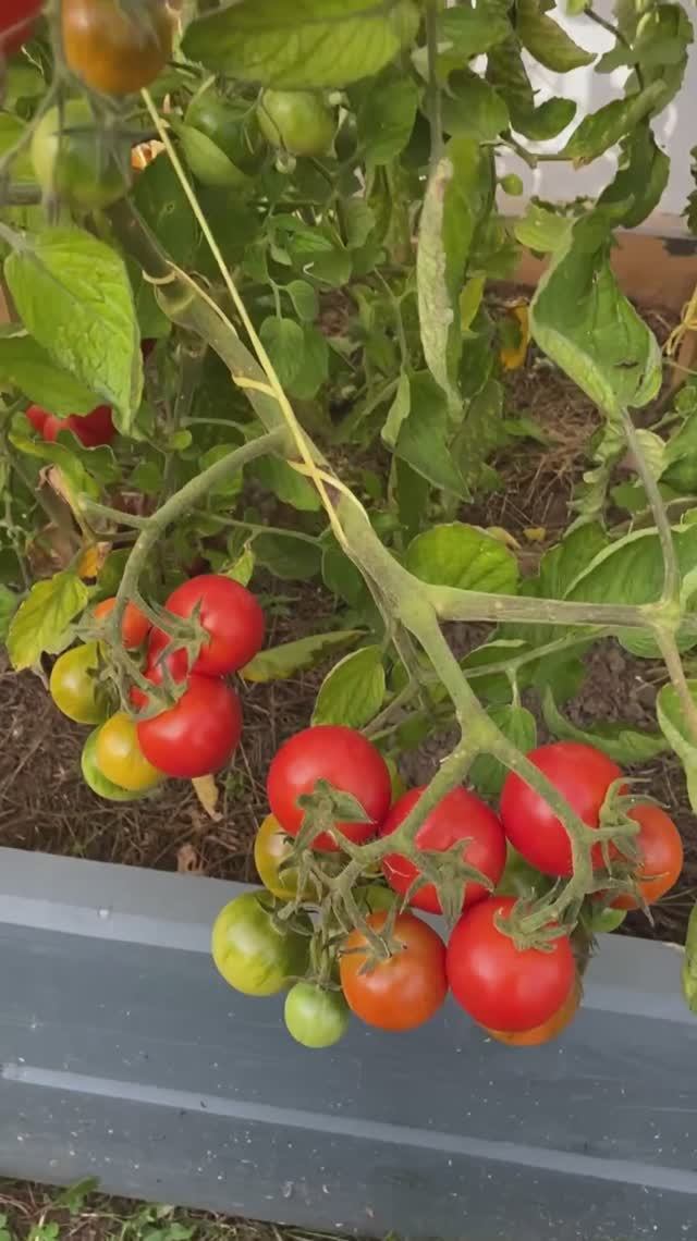 Томат Дачное лакомство