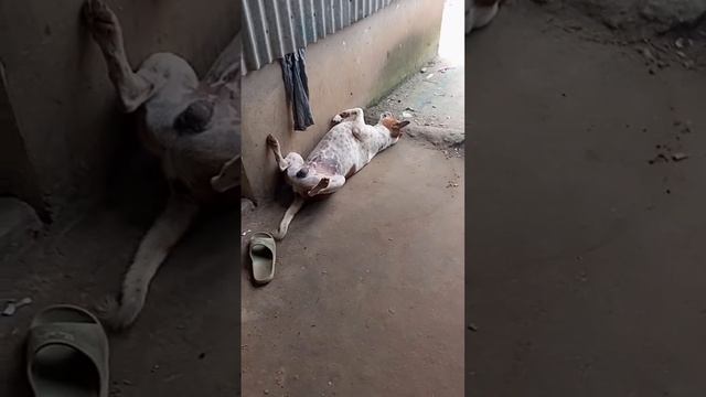 Very Funny Dog Sleeping with uncommon style.