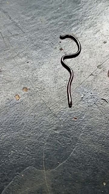 I'm Small But Dangerous Snake.
