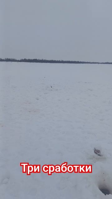 три жерлицы сработали