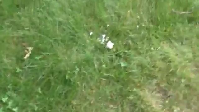 Cicadas in my backyard