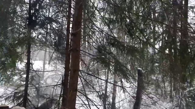 Валка леса // Как заработать за день месячную зарплату // Секрет на миллион // Stihl ms361
