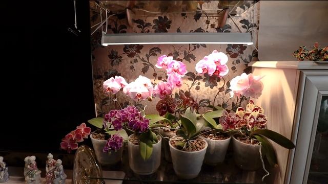 Тьма или всет. Лучшие лампы для орхилей