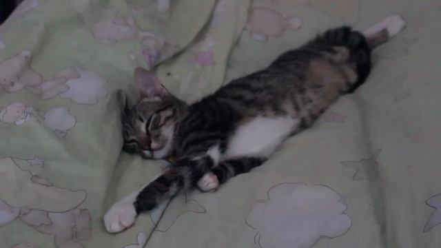 Cat falls asleep (Cutest Cat Moments)