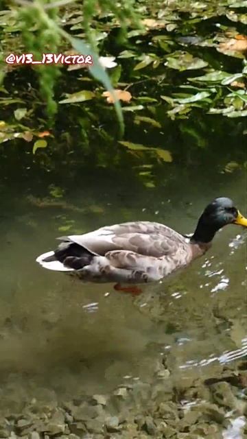 Что селезень ищет на дне?🦆