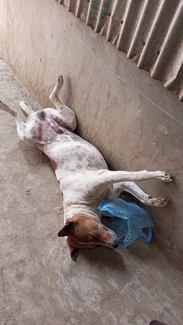 Dog Sleeping with funny style #shorts