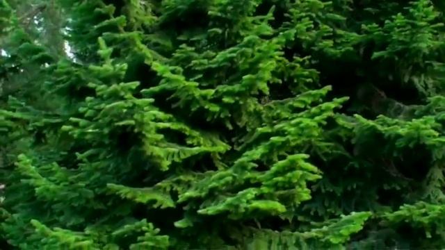 Природа Алтая