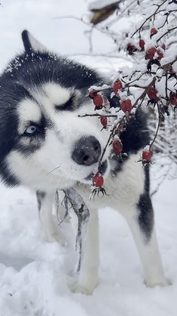 Зимние Витаминки. #haski #хаски  #природа