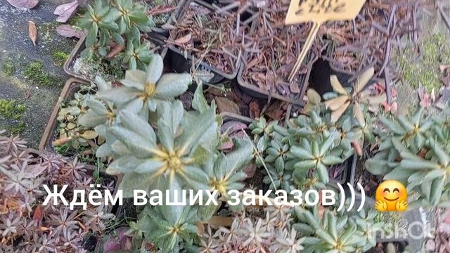 рододенроны везнозелёные и листопадные