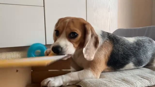 Собака разорвала картонную коробку🙃