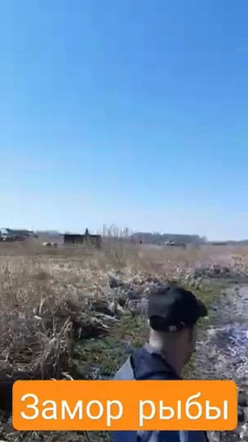 Замор рыбы