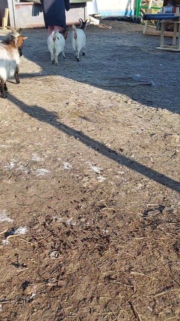 Камерунские козы бегают за мной 🐐
