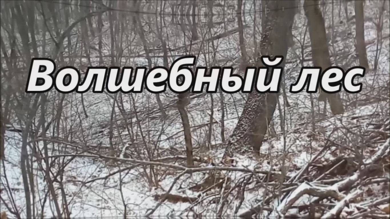 Волшебный лес