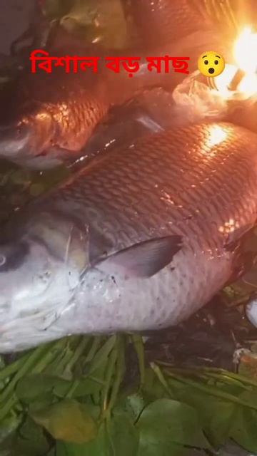 বাজারে বিশাল বড় মাছ  Big Size Fish 25KG.