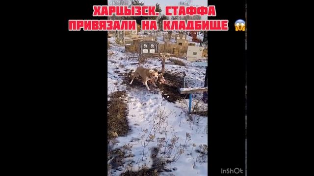 Харцызск, на кладбище бросили и привязали к кресту Стаффа😱😱😱